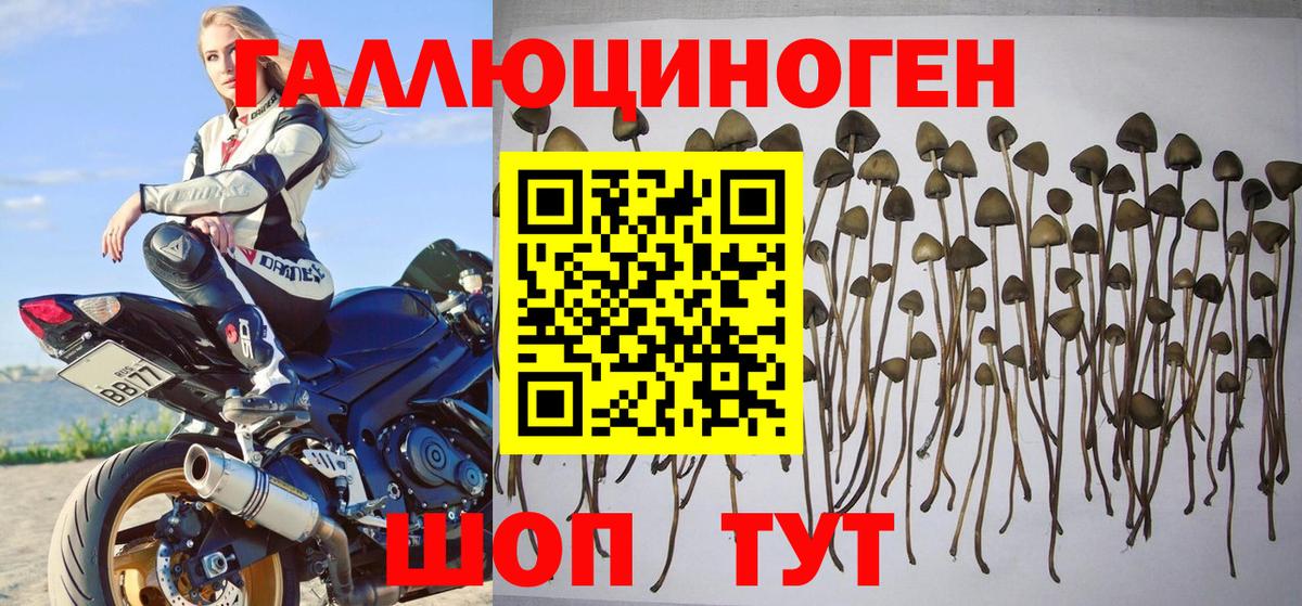 Алексеевка  Псилоцибиновые грибы Cubensis  Вход с VPN  Галлюциногенные грибы Psilocybine cubensis 